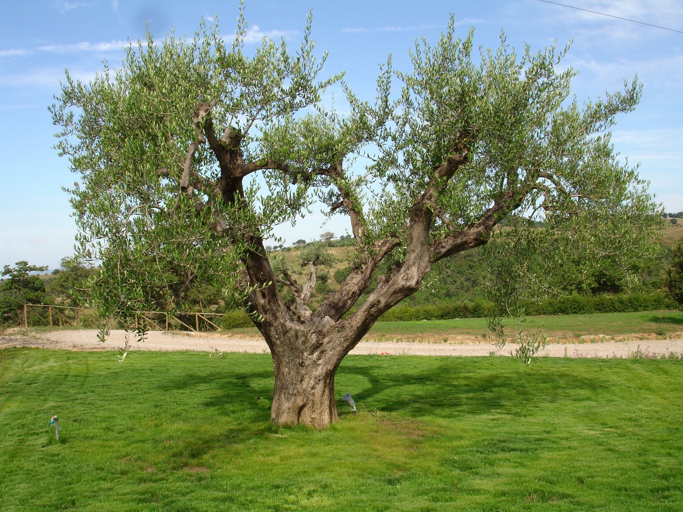 Century-old olive