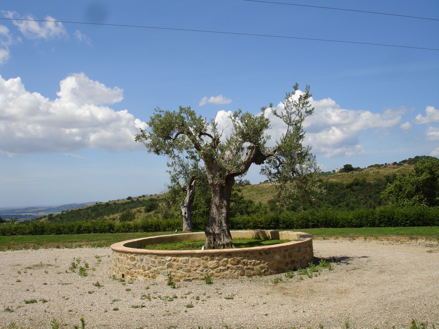 Olive grove