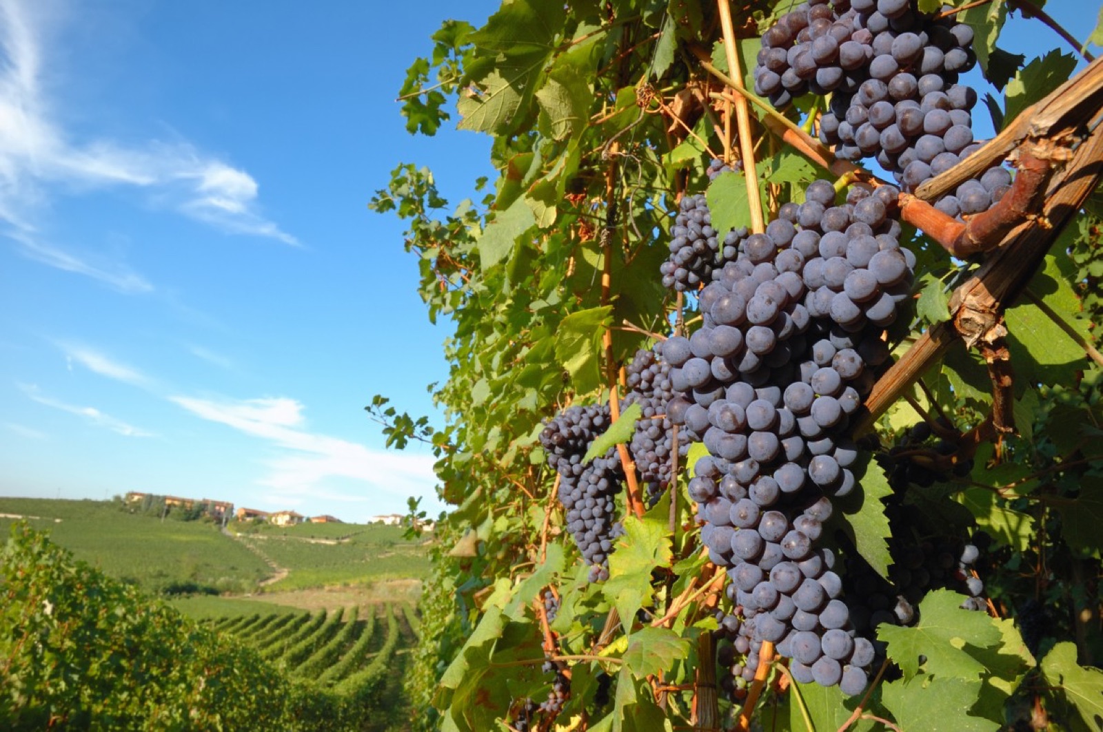 Ripe clusters on the vine, the hills beyond