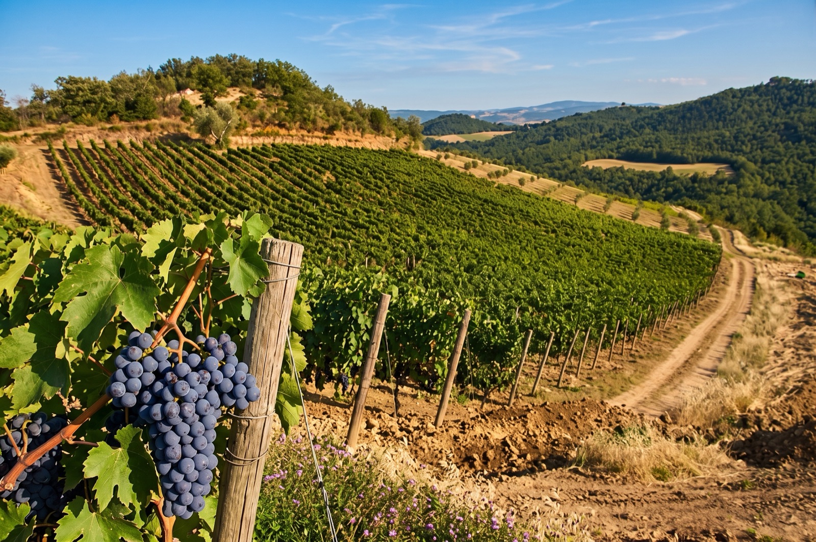 Vine rows running down the slope