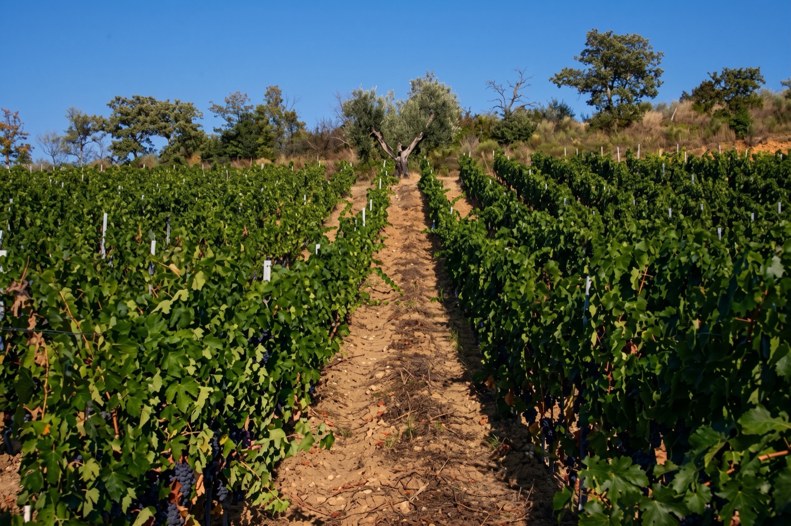 A row of vines climbing towards an olive tree